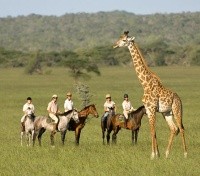 Horseback Safari